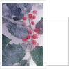 Holly Branch Frozen in Ice by Anonymous