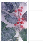 Holly Branch Frozen in Ice by Anonymous