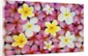 Plumeria Flowers by Anonymous