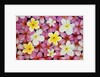 Plumeria Flowers by Anonymous