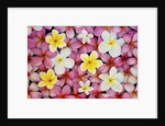 Plumeria Flowers by Anonymous