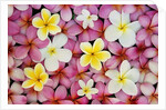 Plumeria Flowers by Anonymous