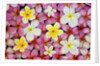 Plumeria Flowers by Anonymous