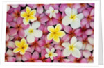 Plumeria Flowers by Anonymous
