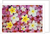 Plumeria Flowers by Anonymous