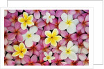Plumeria Flowers by Anonymous