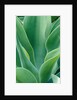 Agave Plant by Anonymous