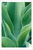 Agave Plant by Anonymous