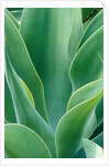 Agave Plant by Anonymous