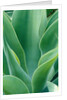 Agave Plant by Anonymous