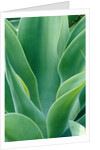 Agave Plant by Anonymous