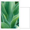 Agave Plant by Anonymous