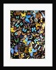 Butterflies by Anonymous