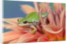 Pacific Tree Frog in Dahlia by Anonymous