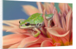 Pacific Tree Frog in Dahlia by Anonymous