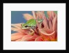 Pacific Tree Frog in Dahlia by Anonymous