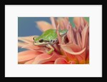 Pacific Tree Frog in Dahlia by Anonymous