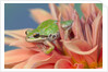 Pacific Tree Frog in Dahlia by Anonymous