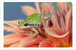 Pacific Tree Frog in Dahlia by Anonymous