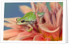 Pacific Tree Frog in Dahlia by Anonymous