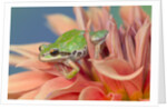Pacific Tree Frog in Dahlia by Anonymous