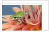 Pacific Tree Frog in Dahlia by Anonymous