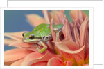 Pacific Tree Frog in Dahlia by Anonymous