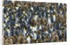 King Penguin Colony on South Georgia Island by Anonymous