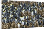 King Penguin Colony on South Georgia Island by Anonymous