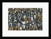 King Penguin Colony on South Georgia Island by Anonymous
