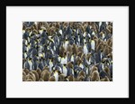 King Penguin Colony on South Georgia Island by Anonymous