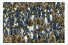 King Penguin Colony on South Georgia Island by Anonymous