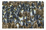 King Penguin Colony on South Georgia Island by Anonymous