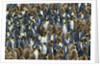 King Penguin Colony on South Georgia Island by Anonymous