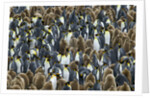 King Penguin Colony on South Georgia Island by Anonymous