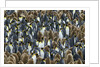 King Penguin Colony on South Georgia Island by Anonymous