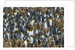 King Penguin Colony on South Georgia Island by Anonymous