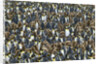 King Penguin Colony on South Georgia Island by Anonymous