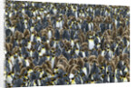 King Penguin Colony on South Georgia Island by Anonymous