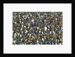 King Penguin Colony on South Georgia Island by Anonymous