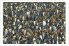 King Penguin Colony on South Georgia Island by Anonymous
