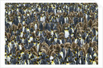 King Penguin Colony on South Georgia Island by Anonymous