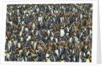 King Penguin Colony on South Georgia Island by Anonymous