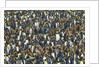 King Penguin Colony on South Georgia Island by Anonymous