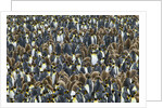King Penguin Colony on South Georgia Island by Anonymous