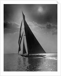 The Vanitie During the America's Cup by Anonymous
