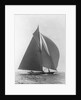 The Vanitie by Anonymous