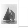 The Vanitie by Anonymous