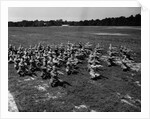 Army Calisthenics at Yoder Field by Anonymous