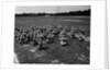 Army Calisthenics at Yoder Field by Anonymous